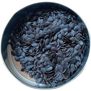 日本引进茄子嫁接专用砧木托鲁巴姆种子番茄常用强li占木苗子籽孑