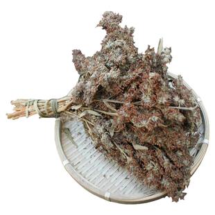 野生密蒙花植物染饭花 黄米饭染料花五色米饭花黄香花明目护眼茶