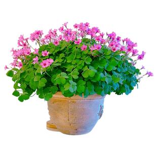 紫叶酢浆草种球幸运草炸酱草室内紫色醋酱草三叶草种子多年生盆栽