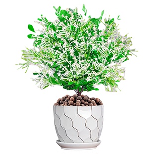 夜来香盆栽花树苗带花苞驱蚊绿植室内阳台四季花卉开花植物好养活