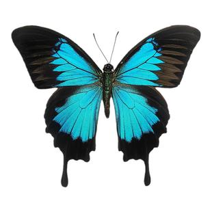 天堂凤蝶澳大利亚 蝴蝶标本摆件 天然真昆虫展翅儿童科普教学礼物