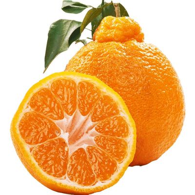 四川不知火丑橘水果新鲜时令当季桔子手拨柑橘非耙耙柑