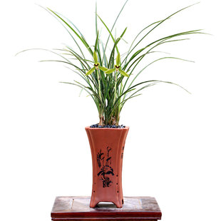 喜花里兰花苗金边春兰皎月翠荷带花浓香矮种绿植好养花卉室内盆栽