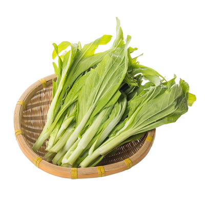 白菜苔种子四季菜心种籽孑大全