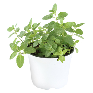 30种口味薄荷胡椒留兰香糖果浆果奶油香槟克拉香草食用泡茶料理