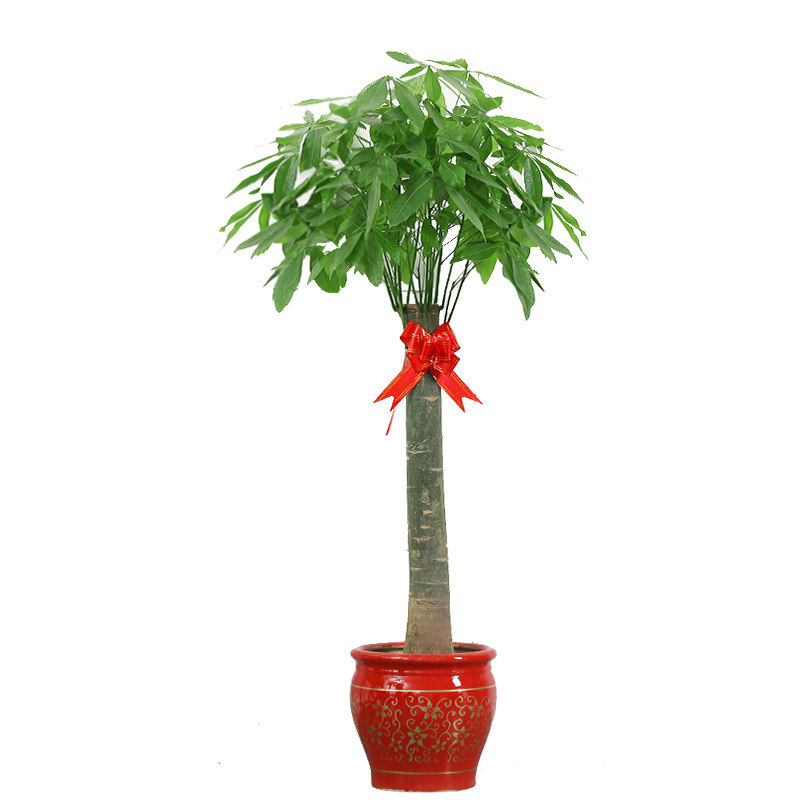 发财树 室内大植物盆栽盆景绿植进化空气易养活杭州宁波绍兴富阳