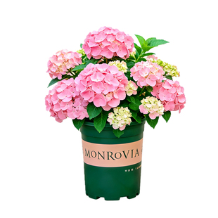 绣球花盆栽带花苞大苗开花不断室内阳台室外庭院四季花卉植物绿植