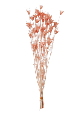 八角花你见过吗？干花真花花束