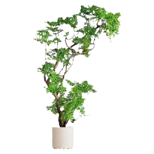 福禄桐盆栽大型绿植室内客厅落地大号植物羽圆叶禄植好养轻奢造型