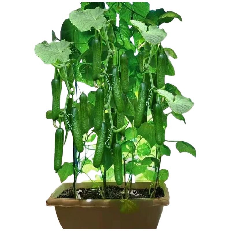 2包四季阳台盆栽蔬菜水果黄瓜