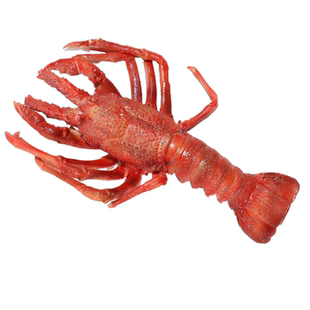 100余款仿真海鲜水产鱼虾蟹贝食物道具模型标本冷鲜冰台展示优选