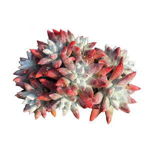 丸叶白菊多肉植物一物一拍仙女杯群生多头老桩带盆栽好38包邮