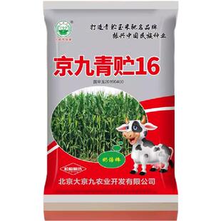 青储玉米棒子高产杂交玉米种子京九青贮16种籽苞米中原适宜种植
