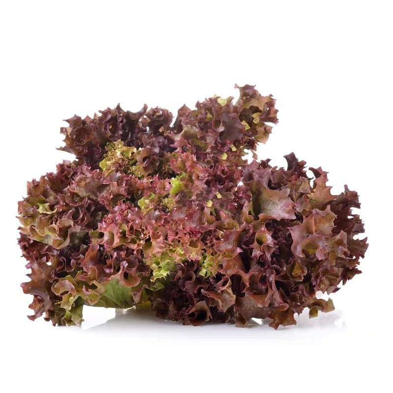 红叶生菜新鲜蔬菜沙拉罗莎紫叶生菜沙拉生吃食材烤肉西餐即食500g