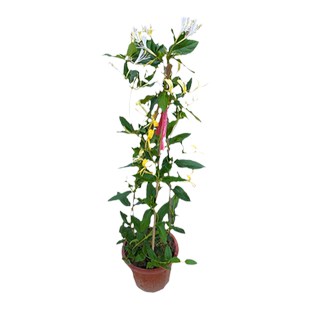 金银花树苗盆栽鸳鸯忍冬藤室内浓香花卉阳台庭院四季爬藤植物易活
