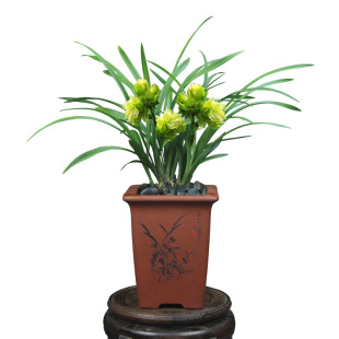 翁源兰花德芳兰业春兰九仙牡丹带花苞客厅阳台浓香花卉绿植物盆栽