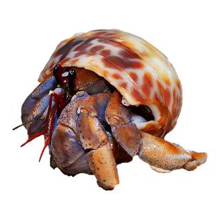 寄居蟹宠物活物陆生淡水草莓短腕紫陆灰白深紫观赏蟹活体懒人宠物