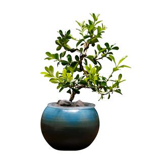 黄杨盆景桌面室内造型树罗汉松老桩水养办公室内好养鱼缸水培植物