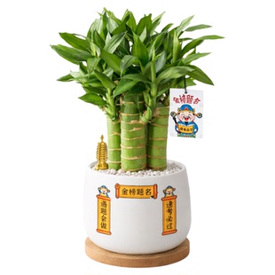 文昌竹4支金榜题名小盆栽文昌塔富贵竹室内绿植桌面摆件送礼物品