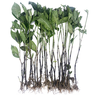 单瓣药用带果黄栀子苗食品色素调色香料开花很香植物山黄栀子花苗