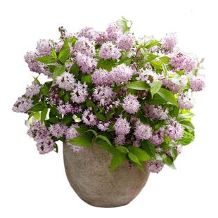 海蒂的花园溲疏爱丽丝粉铃铛等庭院楼顶造景花灌木花卉植物盆栽苗