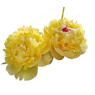 进口药用牡丹种籽牡丹花种子混色春播盆栽阳台洛阳观赏牡丹花