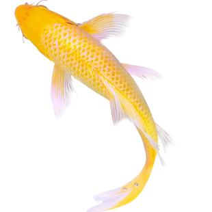 黄金龙凤锦鲤鱼观赏鱼淡水鱼好养耐活鱼黄金锦鲤活鱼冷水鱼金鱼苗