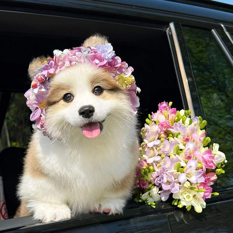 宠物簪花狗狗发饰头饰猫咪diy装饰拍照道具发箍可调节发夹发卡