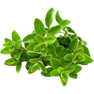 苗师傅种苗 新鲜马郁兰苗 盆栽 四季 蔬菜苗 花卉绿植 食用香草苗
