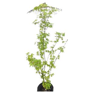 鸡爪槭大树原生苗小叶鸡爪枫树苗庭院风景树彩叶耐寒耐旱绿化苗木