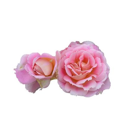 粉色丰花灌木花园月季盆栽老园丁