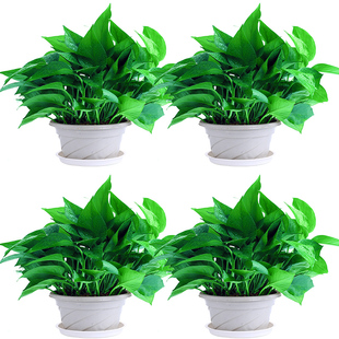 绿萝盆栽室内客厅花卉长藤大叶水土培绿箩四季常青办公垂吊植物