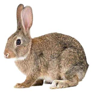 5斤散养比利时兔活物大型家养食用肉兔好养成年公兔种兔活体母兔