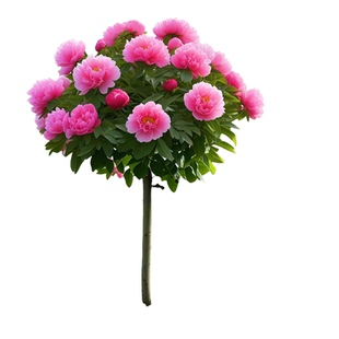 洛阳牡丹花树苗四季开北方室外耐寒庭院室内阳台客厅重瓣花卉老桩