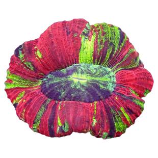 【绿艺水族】八字脑珊瑚活体海水生物活体养定海缸包活定水检疫