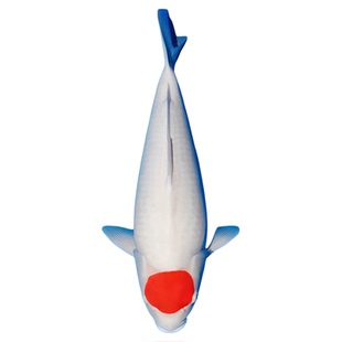 纯种丹顶锦鲤活体日系精品转运鱼丹顶鸿运当头一点红招财观赏鱼苗