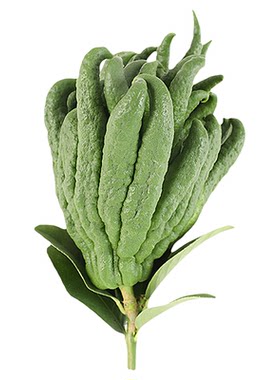 水养摆放金华佛手开花佛手