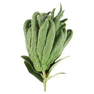 【一物一拍，现场挑选】金华佛手 佛手果金佛手 开佛手水养摆放