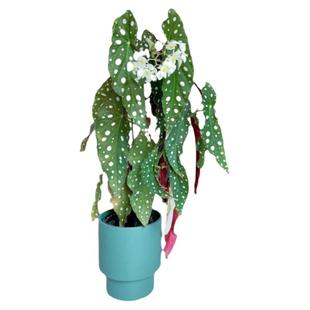 荷兰进口鳟鱼秋海棠富士山福寿锦化竹绿植秋刀鱼阳台盆栽观叶绿植