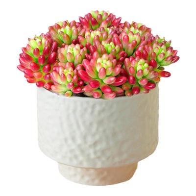 虹之玉锦多肉植物大株老桩多头群生组合小带盆栽绿植罕见稀有品种