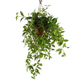 钻石翡翠吊兰垂吊多肉植物四季悬挂墙吊篮绿植室内办公室客厅盆栽