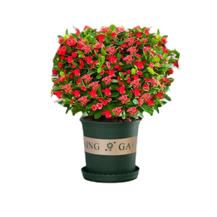 虎刺梅盆栽铁海棠绿植室内植物花卉适合客厅摆放不怕晒不怕冻的花