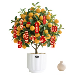 金桔树盆栽带果可食用四季橘子室内客厅阳台年宵花卉绿植好养植物