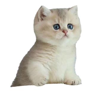英国短毛猫品种蓝金渐层纯种小奶猫宠物猫活体小猫咪金渐层幼猫