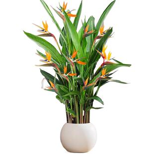 鹤望兰天堂鸟绿植盆栽带花苞客厅办公室内大型植物落地大盆景禄植