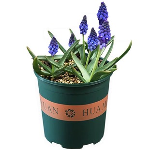 葡萄风信子种球室内阳台水养水培套餐冬季土培耐寒易活花卉盆栽