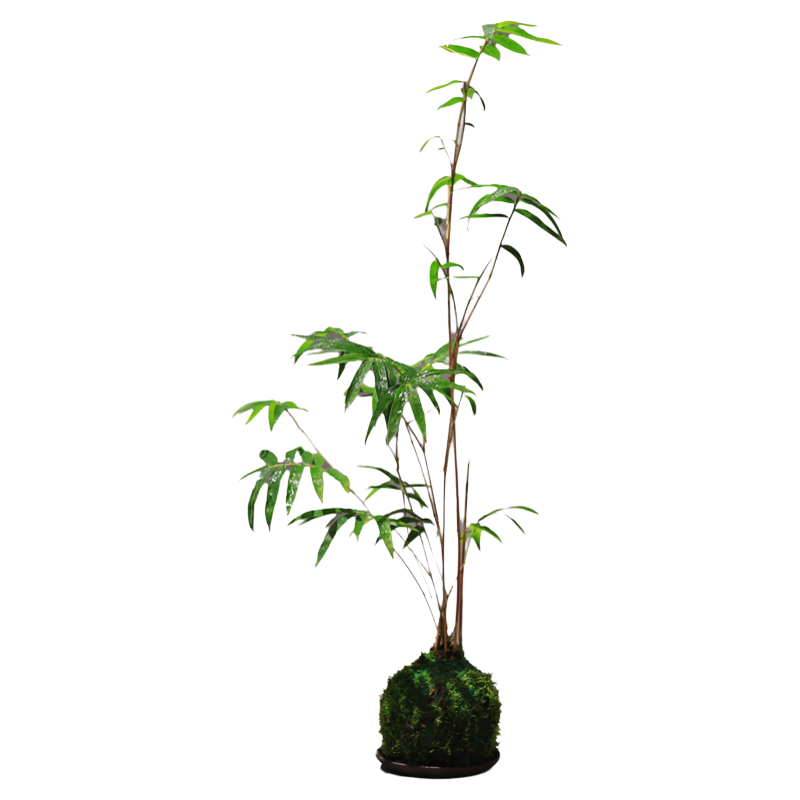 红竹红观音竹苔藓球水培植物办公室绿植室内桌面盆栽客厅茶室竹子