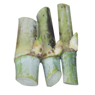 双芽甜象草种节3号无毛多年生耐寒皇竹草巨菌草红象草喂牛羊牧草