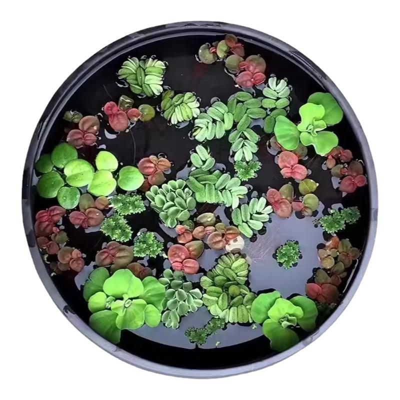 水葫芦水芙蓉浮萍造景净化水质