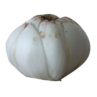 【航空包邮】金德甘肃特产新鲜食用兰州甜百合节日高端礼盒装